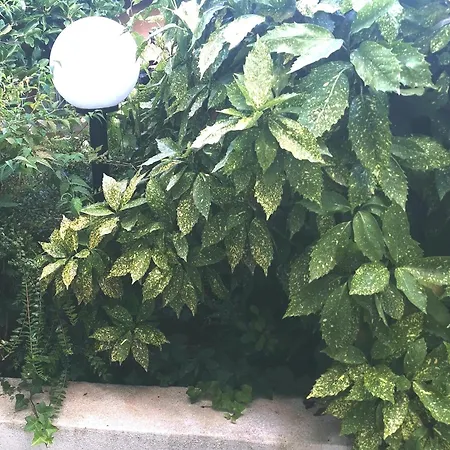 Secret Garden With Private Parking Space