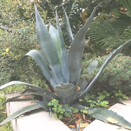 Secret Garden With Private Parking Space * אופטיה