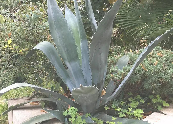 Secret Garden With Private Parking Space * Опатия